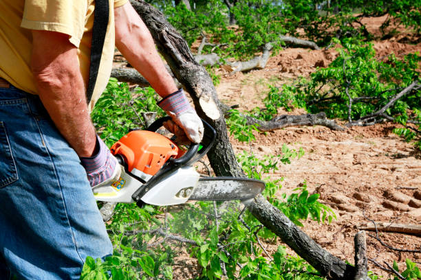 Large Tree Removal in Mount Penn, PA